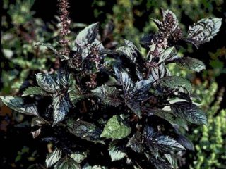 Purple basil: benefits and harms