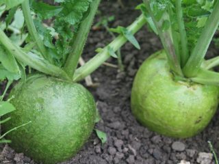 Margelan de rabanete (chinês): plantio e cuidados, datas de plantio