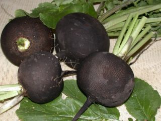 Quando remover o rabanete do jardim para armazenamento