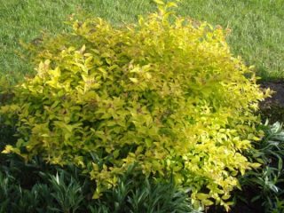 Luz de fuego de Spirea