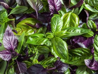 Basil: planting and care in the open field