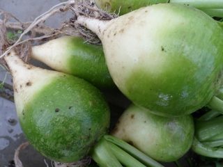 Rabanete chinês (margelan)