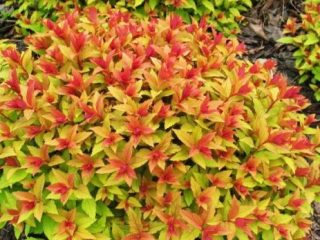 Spirea Japanese Goldflame