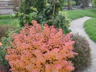 Spirea Macrophylla japonesa