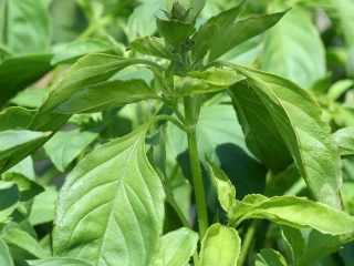 Lemon basil: beneficial properties
