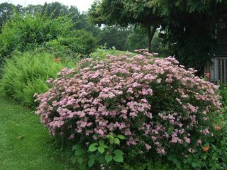 Spirea Douglas: foto y descripción