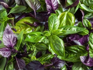 Why basil is useful for the human body