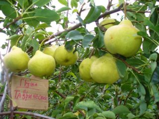 Pera Tavricheskaya: descripción de la variedad.