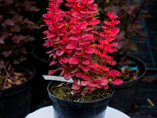 Barberry Thunberg Lutin Rouge (Berberis thunbergii Lutin Rouge)