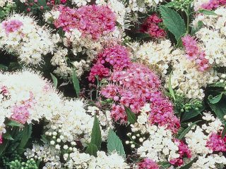 Spirea japanska Shirobana
