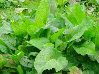 Sorrel ng kabayo: larawan, paggamot