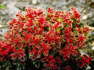 Admiração de Barberry Thunberg