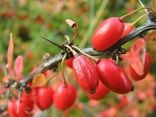 Barberry Harlequin: descrição e foto