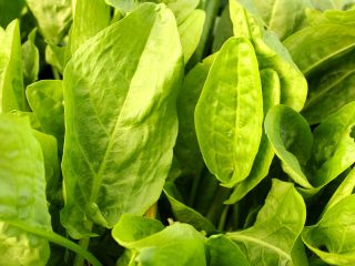 Paano at kailan magtanim ng sorrel