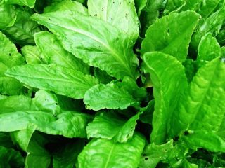 Karaniwang sorrel, pula ng dugo, malalaking lebadura