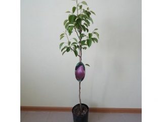 Plantar plántulas de pera en primavera y verano.
