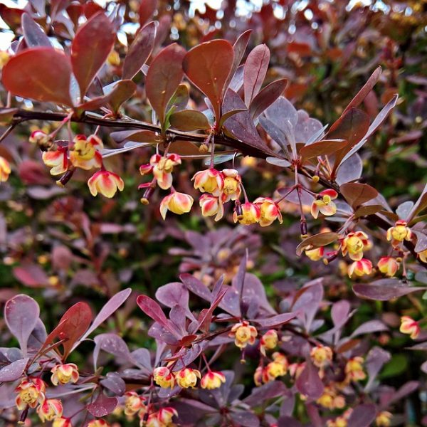 Diseases of barberry and the fight against them: photos, methods of ...