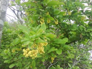 Amur barberry (Berberis amurensis): foto e descrição