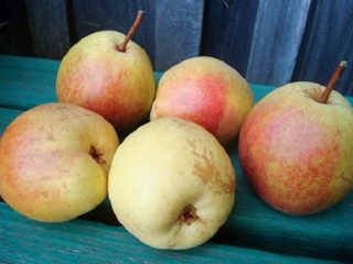 Pera Rogneda: descripción de la variedad, fotos, críticas.