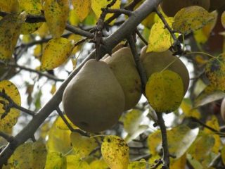 Aderezo de peras en otoño.