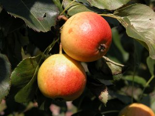 Pear Thumbelina: descripción, foto, comentarios