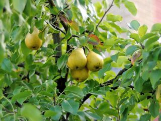 Vaikų kriaušė: aprašymas, nuotrauka, apžvalgos