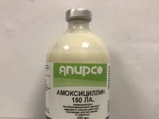 Amoksicilin u veterini za goveda