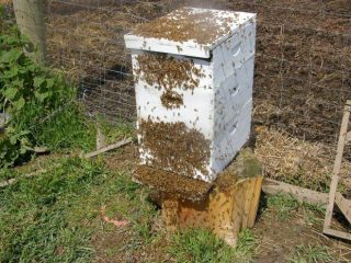 Pourquoi les abeilles quittent-elles la ruche en automne?