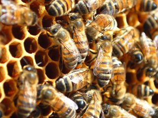Reuniendo colonias de abejas en otoño