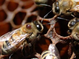 Nosematóza včiel: prevencia, príznaky a liečba, drogy