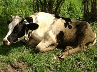 Acidose bovina: o que é, tratamento