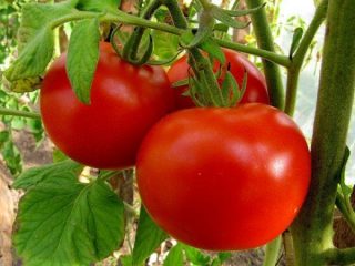 Tomate Mashenka: recenzii, fotografii, randament