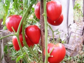 Tomate Miracle of Walford: recenzii, fotografii, randament