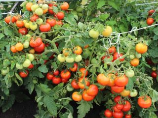 Tomate Irina F1: recenzii, fotografii, randament