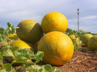 Melão Gulyabi: foto e descrição