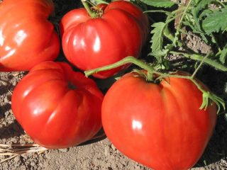 Gigante dos Urais do tomate: comentários, fotos, rendimento