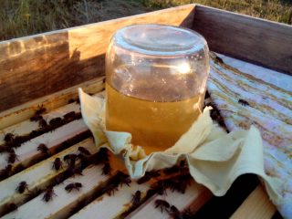 Alimentando a las abejas en otoño