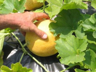 Melon Goldie f1