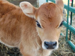Deficiência de vitamina bovina