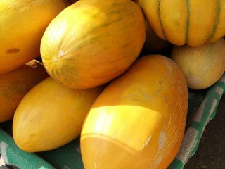 Melon Turkmenka: fotografie și descriere