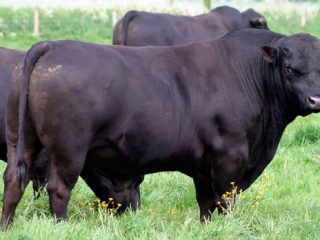 Raza de ganado Angus