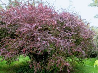 Fotografie și descrierea afinei comune (Berberis vulgaris)