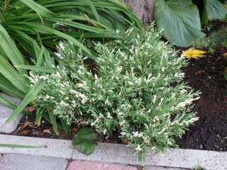 Juniper Andorra Variegata: zdjęcie i opis