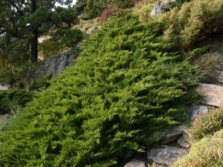 Juniper Cossack Tamariscifolia