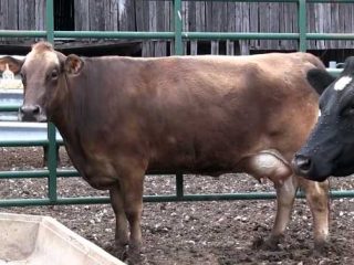 Borsite dell'articolazione del ginocchio in una mucca: storia medica, trattamento