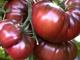 Milagre do chocolate de tomate: comentários, fotos, rendimento