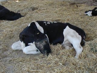 Trattamento della malattia di Schmallenberg