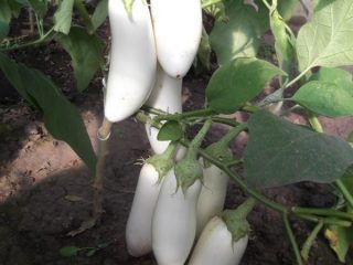 Eggplant Snow: mga review + larawan