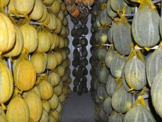 Como manter um melão para o inverno