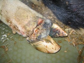 Trattamento delle malattie degli zoccoli nelle mucche